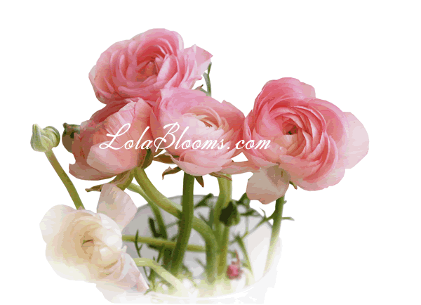 Wholesale ranunculus fresh flowers